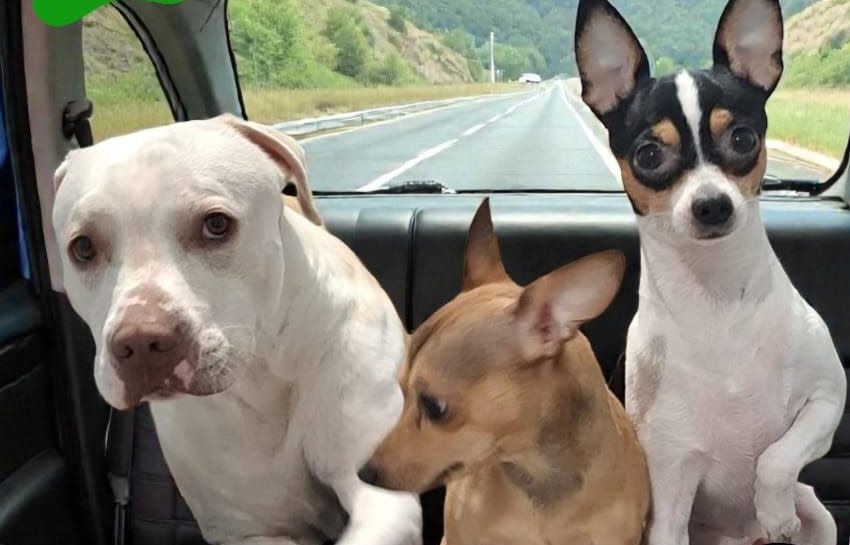 Tres perros viajando cómodos en el asiento trasero de un vehículo de Comfort & Safety Transport, servicio pet friendly en Cancún